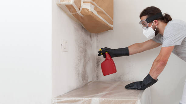 Professional Basement Mold Remediation technician working in Radcliff, KY