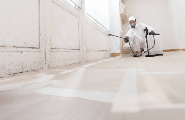 24/7 Emergency Basement Mold Remediation experts in Radcliff, KY
