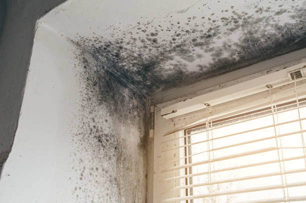 Affordable Basement Mold Remediation solutions in Radcliff, KY
