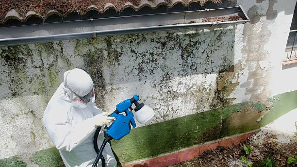Top rated local Basement Mold Remediation specialists in Radcliff, KY